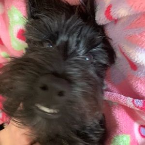 Meet your Posher, Dionne